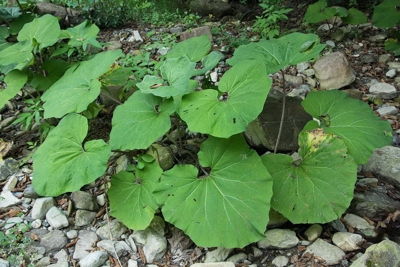 Изображение особи Petasites hybridus.