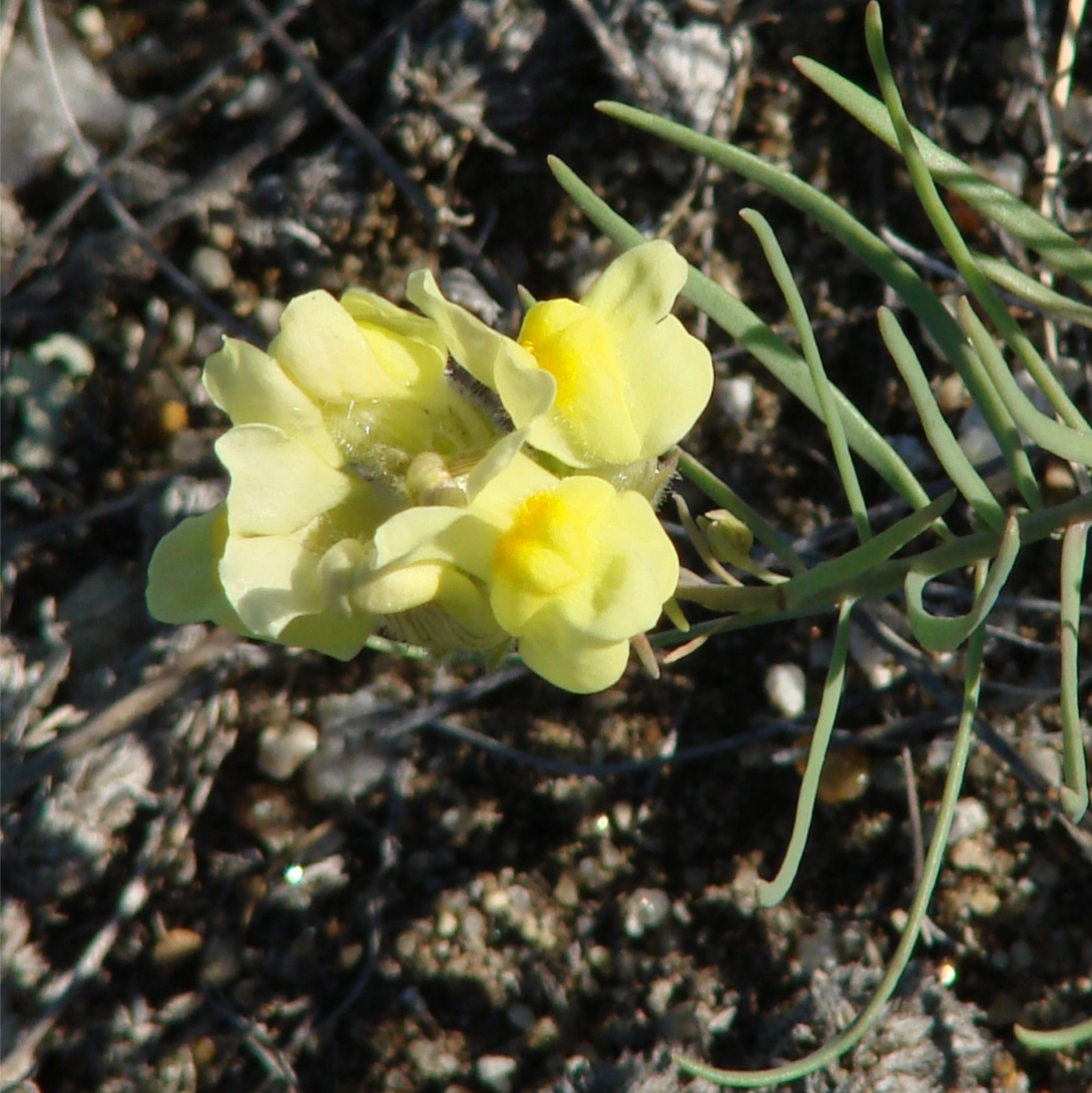 Изображение особи Linaria buriatica.