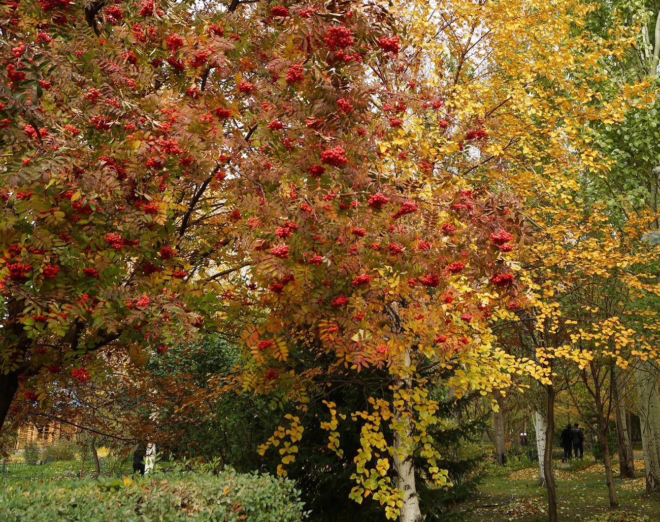 Image of Sorbus aucuparia specimen.