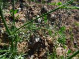 Nigella damascena