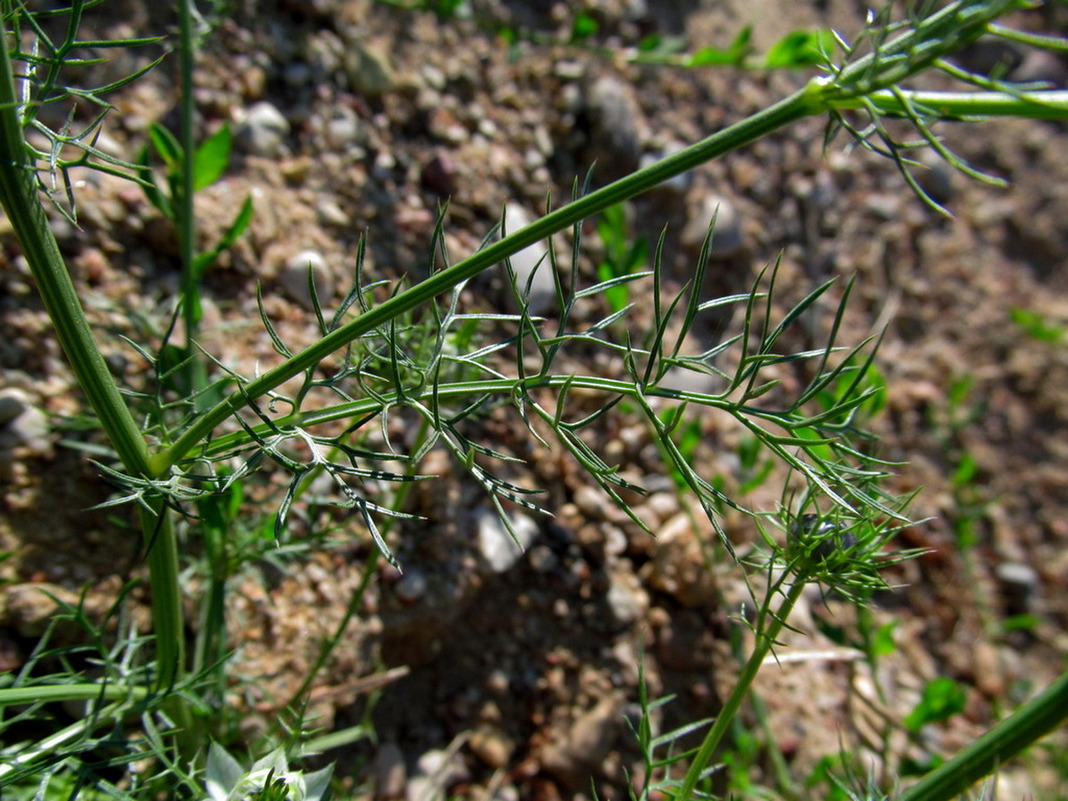 Image of Nigella damascena specimen.