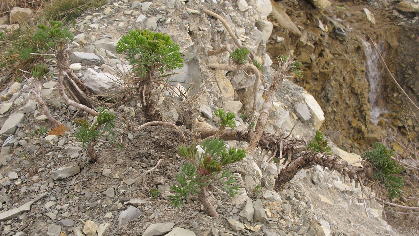 Image of Seseli ponticum specimen.