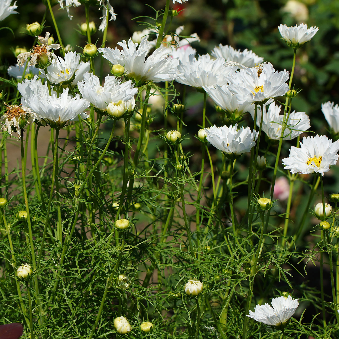 Изображение особи Cosmos bipinnatus.