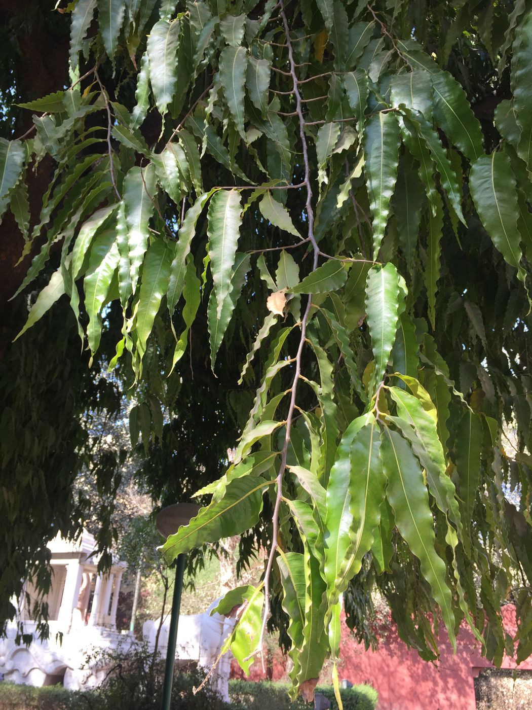 Image of Polyalthia longifolia specimen.