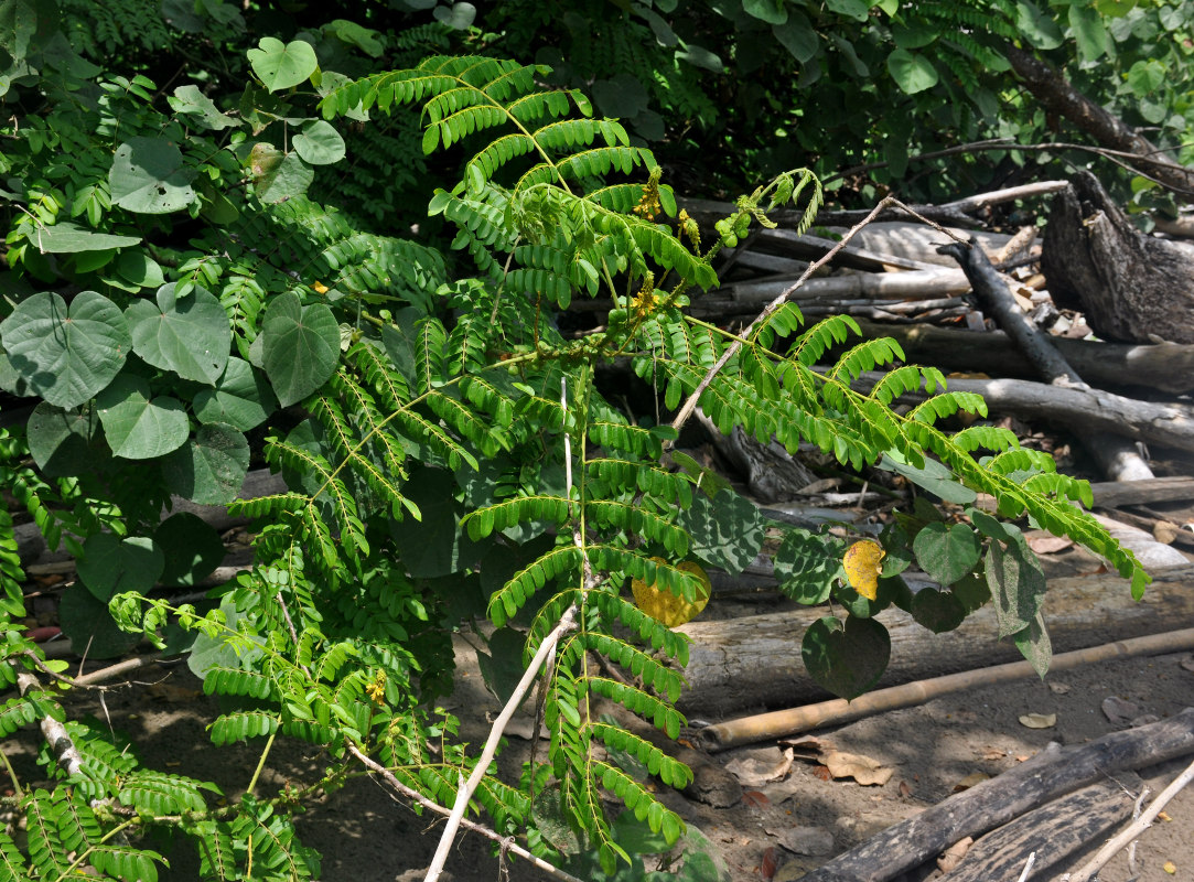 Image of Caesalpinia bonduc specimen.