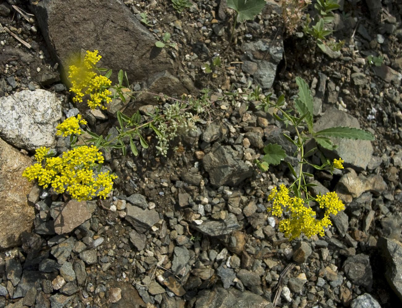 Image of Odontarrhena muralis specimen.