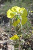 Helianthemum grandiflorum. Верхняя часть побега с соцветием. Крым, Байдарская долина, каменистый склон в светлом можжевеловом лесу. 21 мая 2010 г.