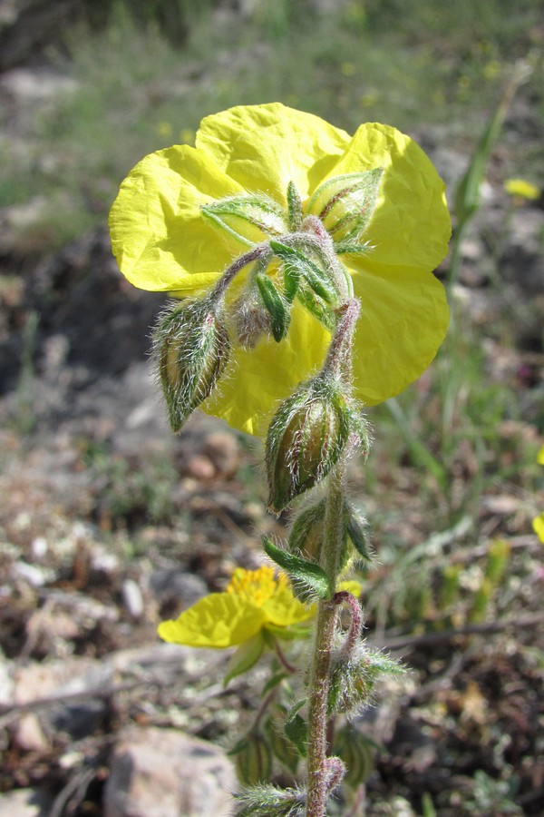 Image of Helianthemum grandiflorum specimen.