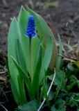 Muscari botryoides