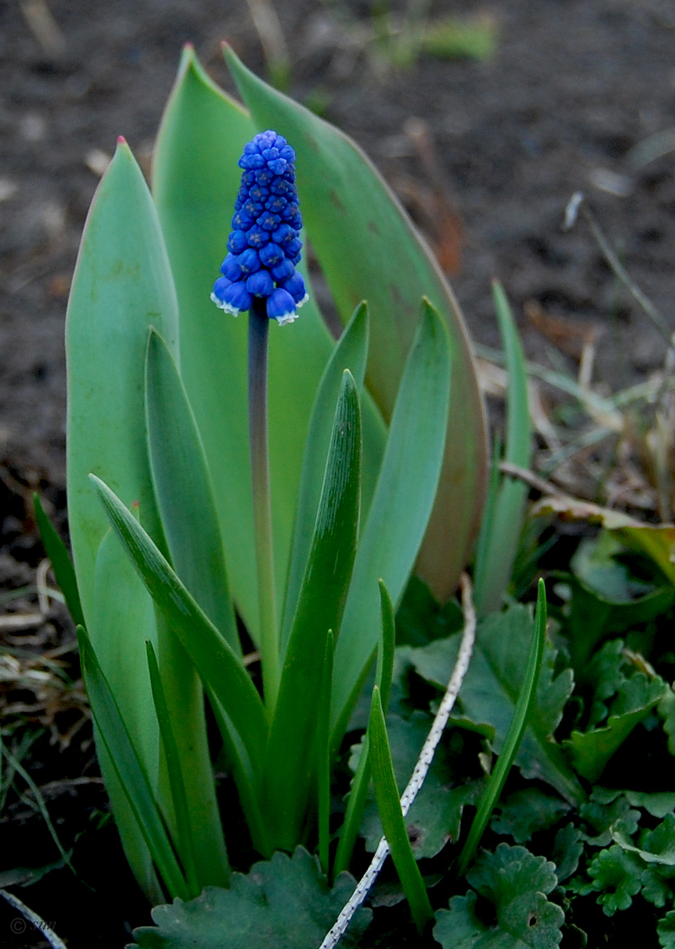 Изображение особи Muscari botryoides.