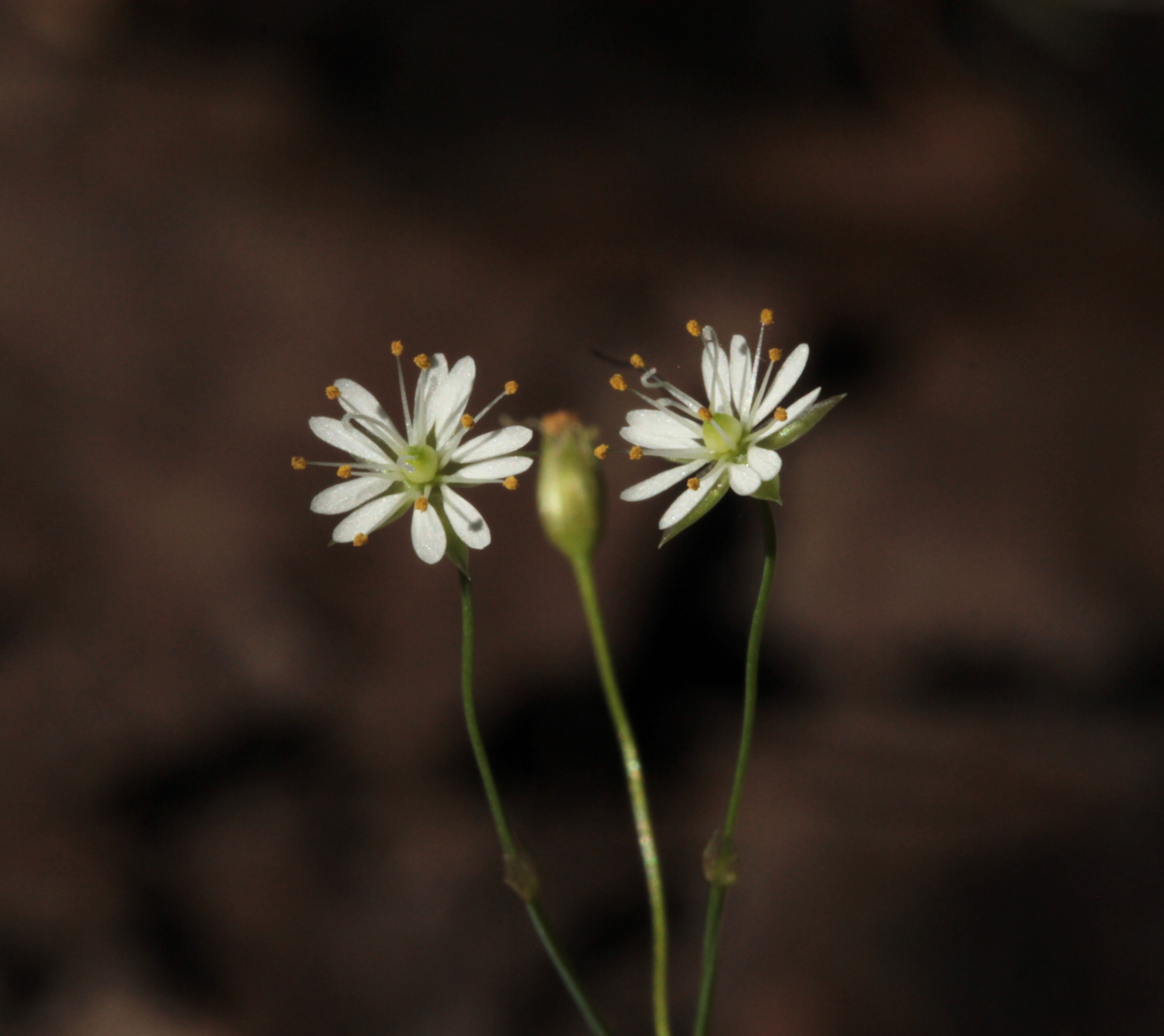 Image of Stellaria longifolia specimen.