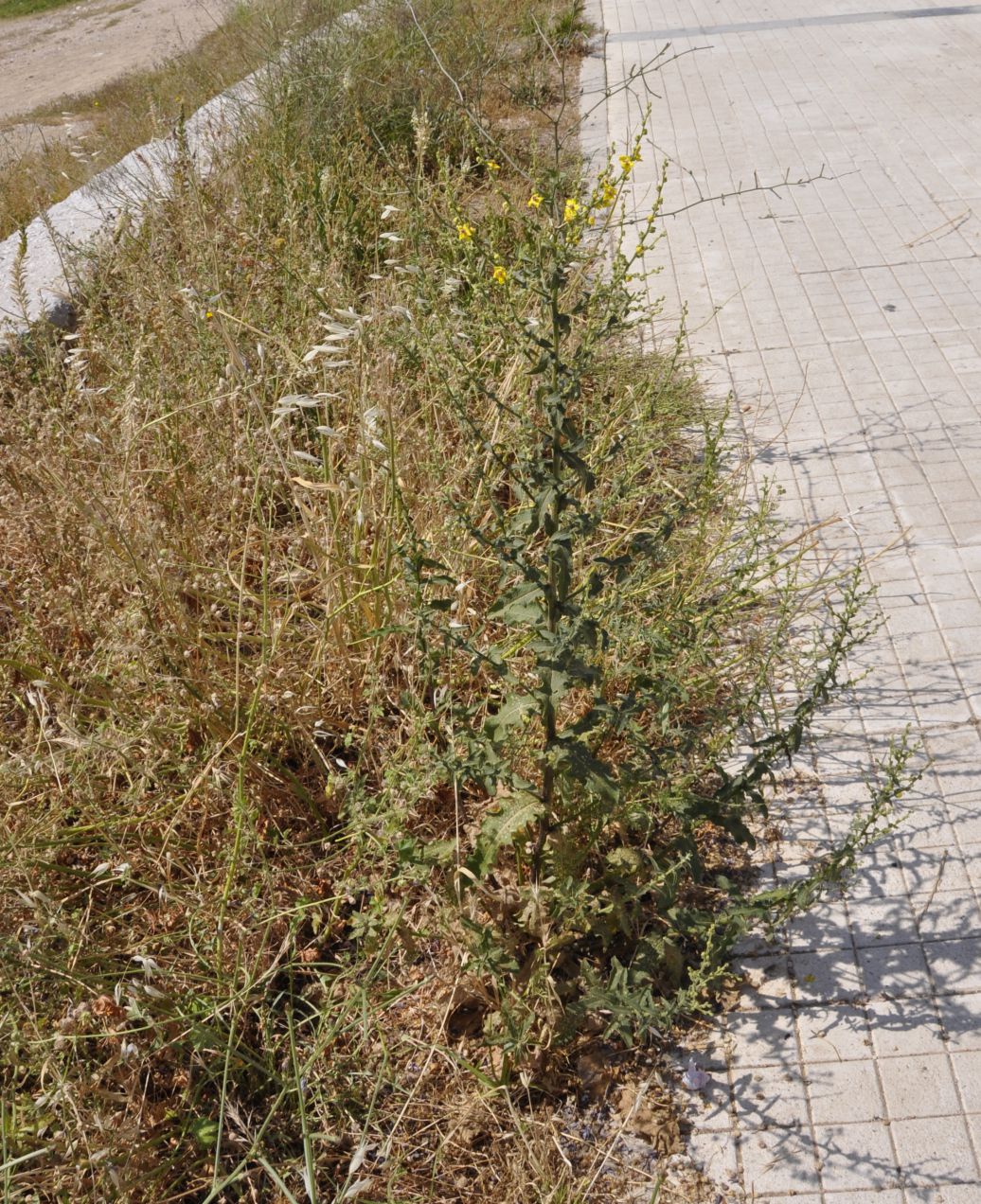 Image of genus Verbascum specimen.