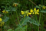 Coronilla coronata. Верхушки побегов с соцветиями и бутонами. Республика Адыгея, Майкопский р-н, ок. 2,5 км восточнее ст. Даховская, хребет Скалистый (Уна-Коз), поляна среди лиственного леса, у грунтовой дороги. 05.05.2018.