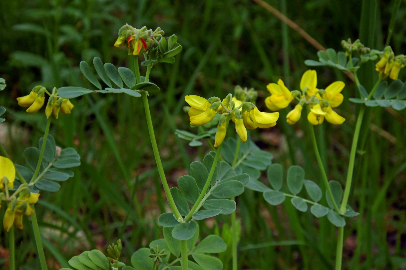 Image of Coronilla coronata specimen.