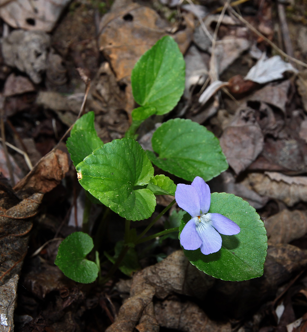 Изображение особи Viola sacchalinensis.