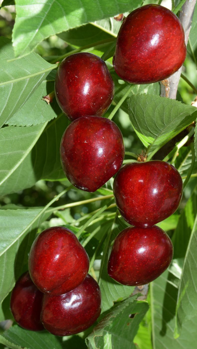 Image of Cerasus avium specimen.