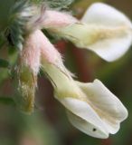 Vicia pannonica