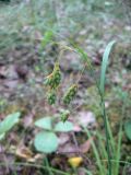 Carex paupercula. Верхушка плодоносящего растения. Санкт-Петербург, Приморский р-н, Юнтоловский заказник, заболоченный участок р. Каменка. 23.06.2018.