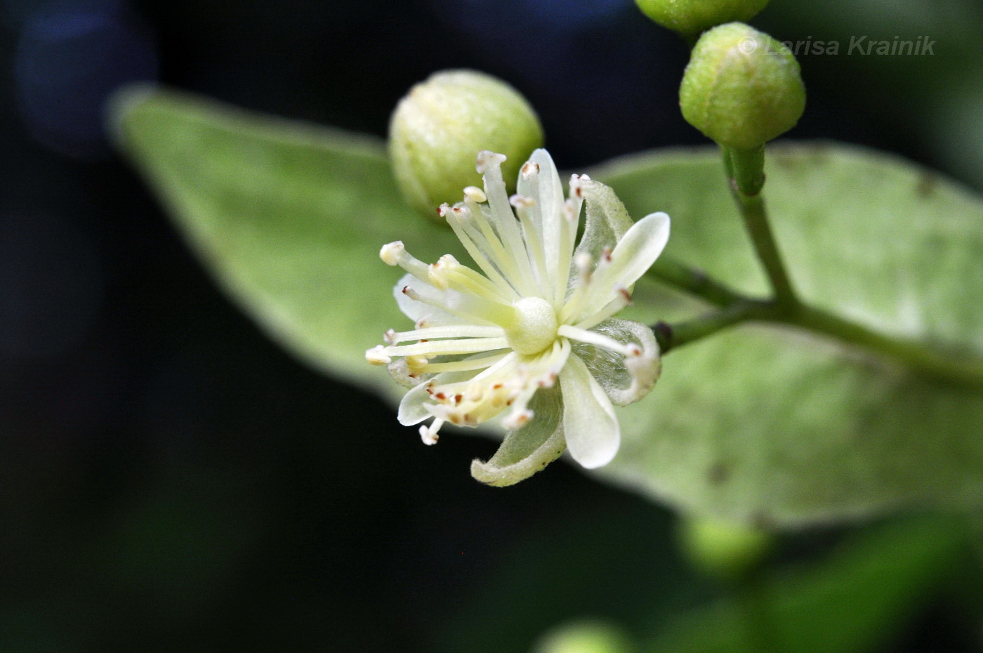 Image of Tilia amurensis specimen.