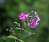 Phlox paniculata