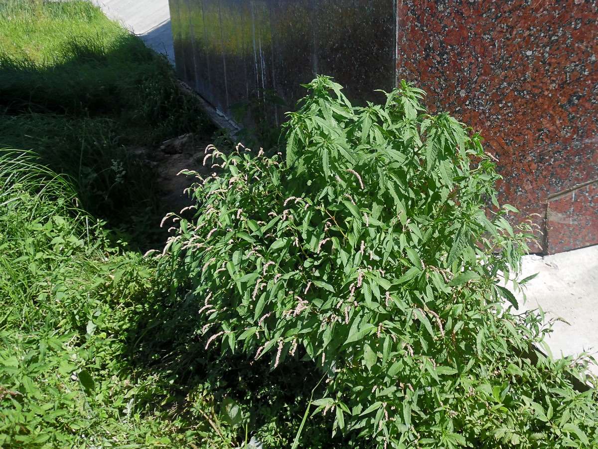 Image of Persicaria lapathifolia specimen.