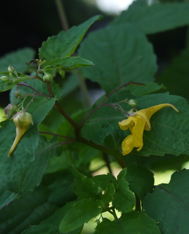 Image of Impatiens noli-tangere specimen.