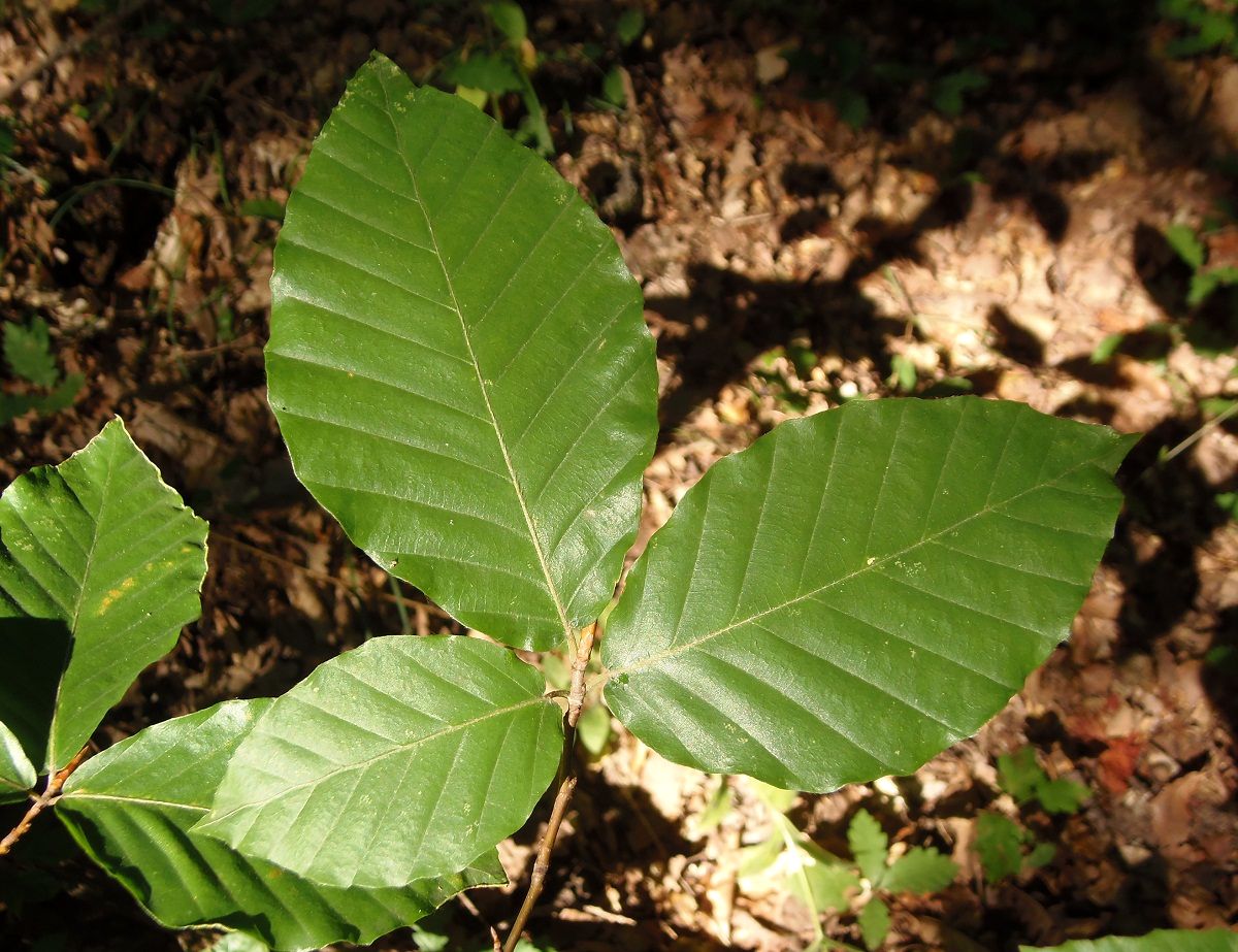 Image of Fagus × taurica specimen.