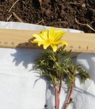Adonis villosa