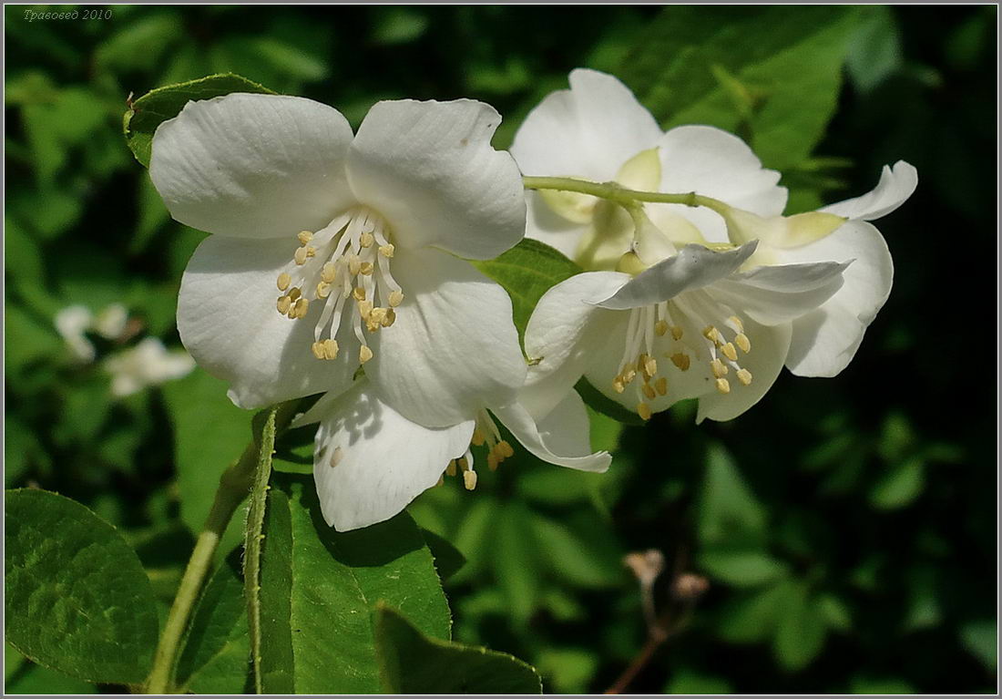 Image of genus Philadelphus specimen.