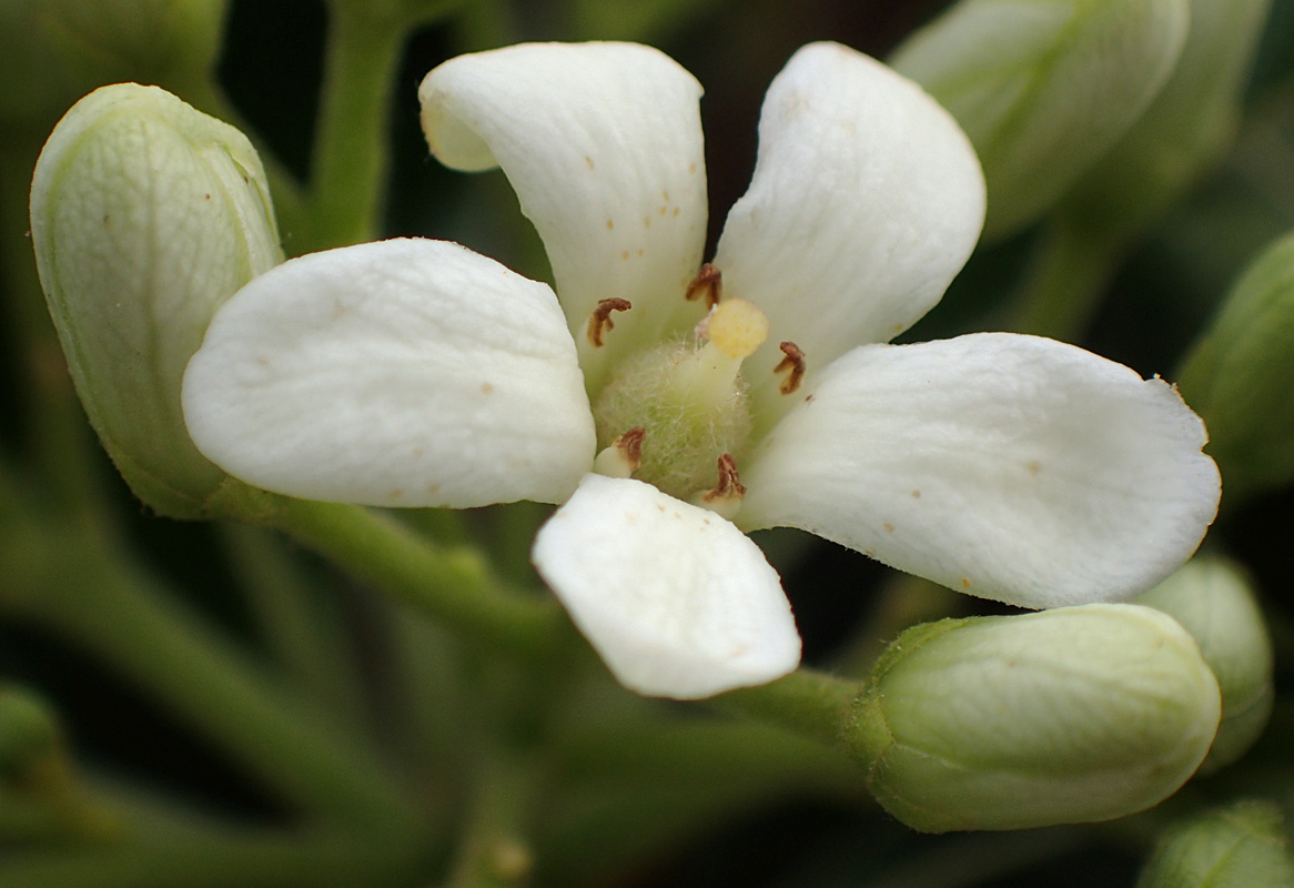 Image of Pittosporum tobira specimen.