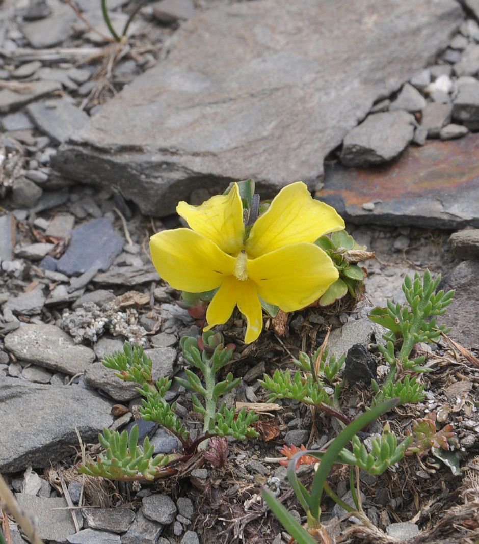 Image of Viola minuta specimen.