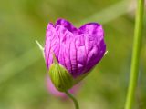 Geranium palustre. Распускающийся цветок. Ленинградская обл., Волосовский р-н, сыроватый злаково-разнотравно-осоковый суходольный луг. 14.07.2018.