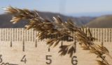 Festuca caucasica. Соплодие. Адыгея, Кавказский биосферный заповедник, склон горы Оштен, ≈ 2300 м н.у.м., среди камней. 17.10.2015.