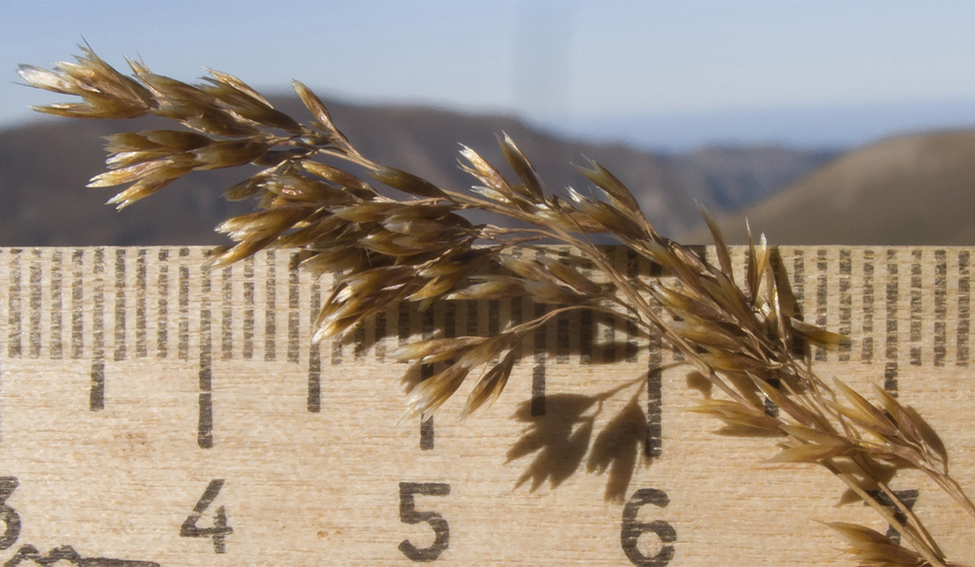 Изображение особи Festuca caucasica.