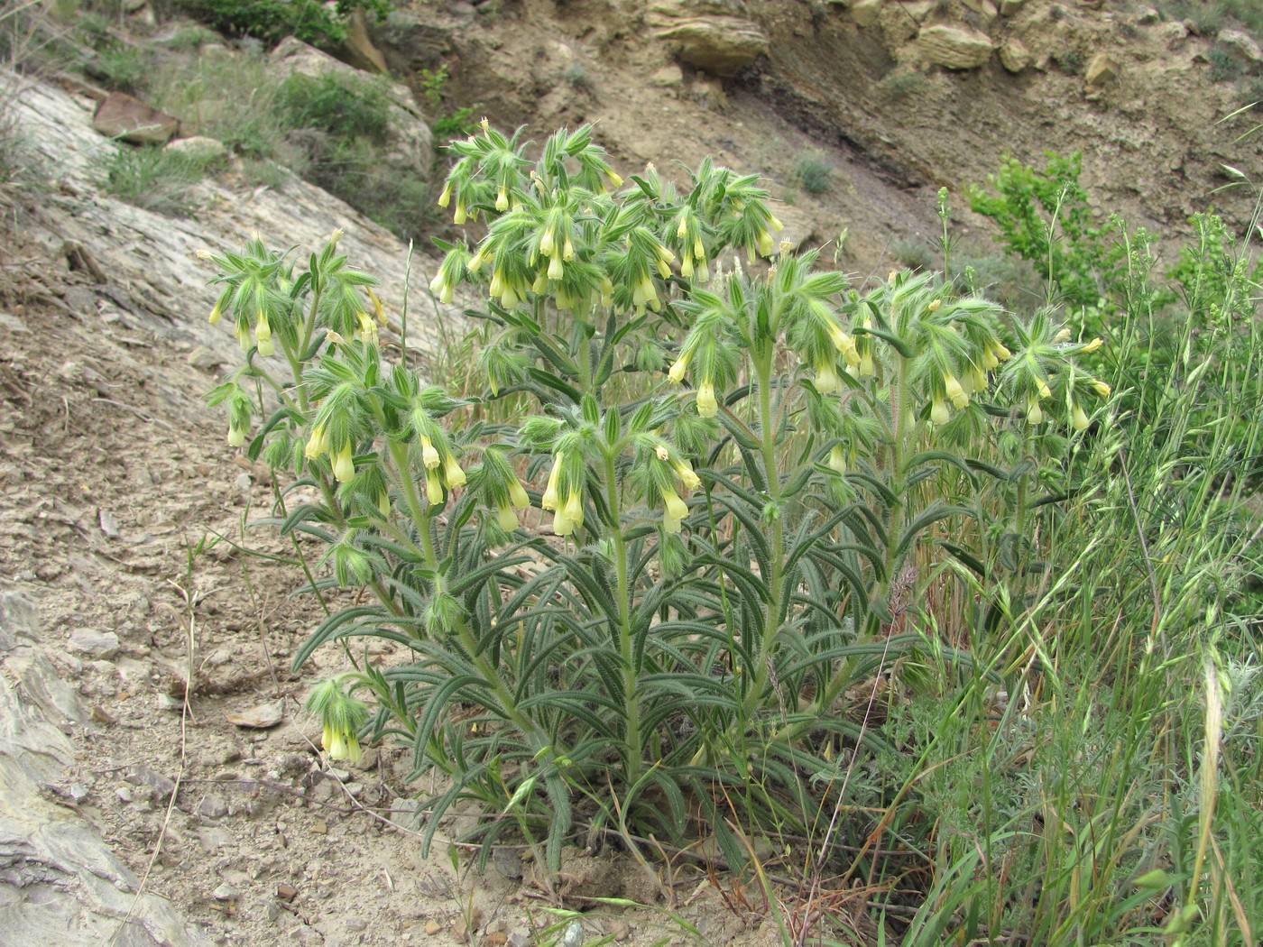 Image of Onosma microcarpa specimen.