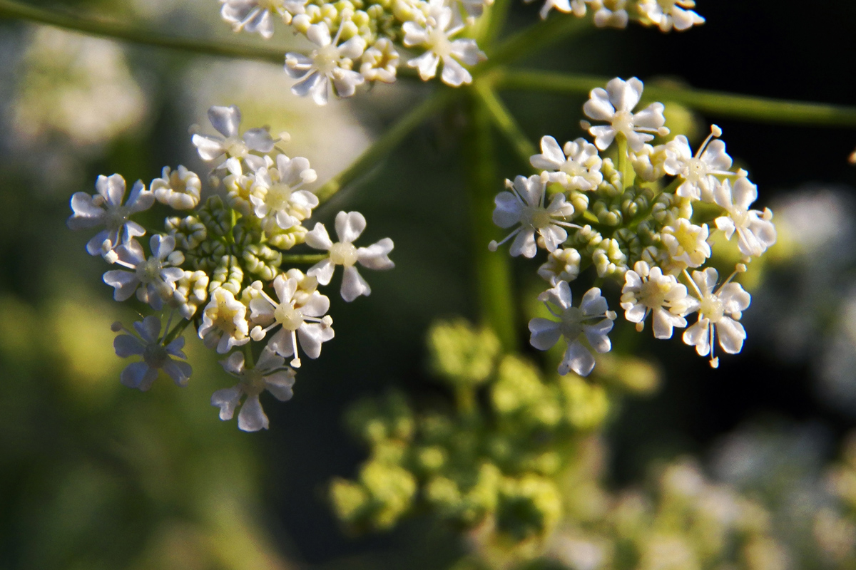 Изображение особи Conium maculatum.