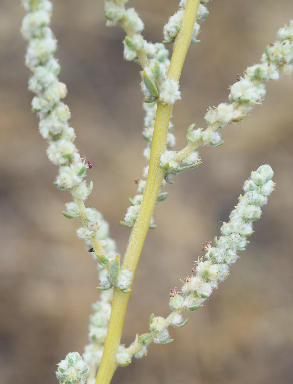 Image of Bassia prostrata specimen.