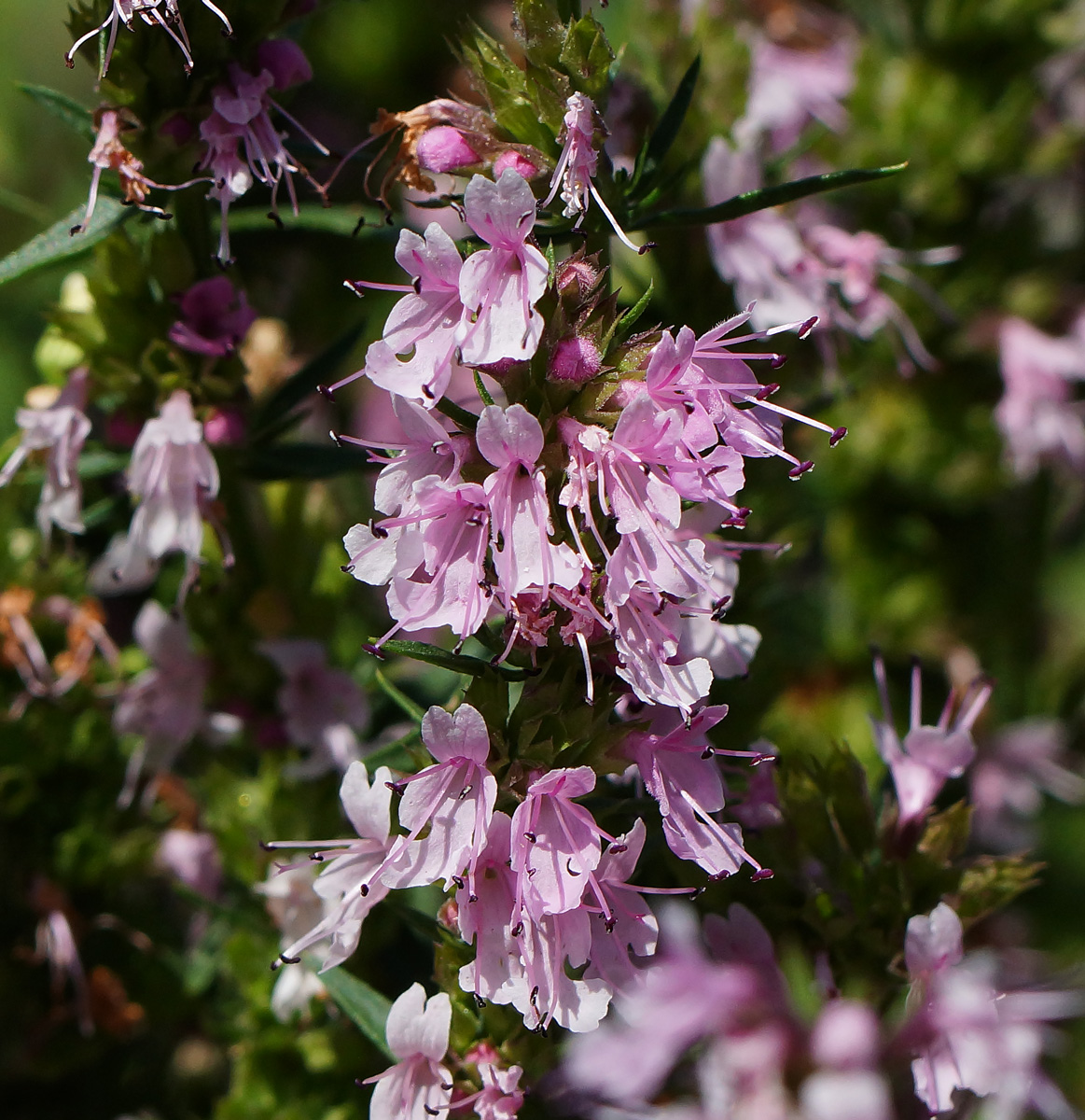 Изображение особи Hyssopus officinalis.