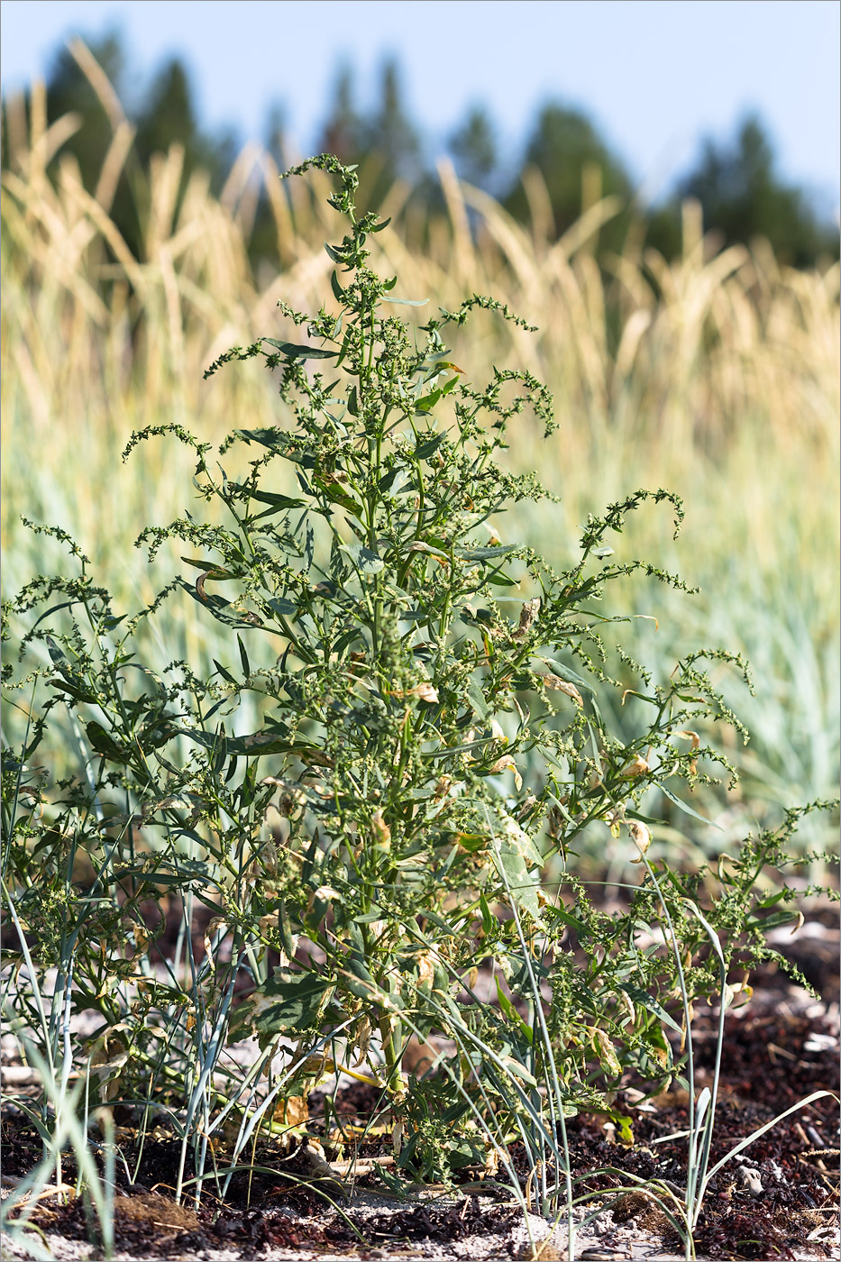 Изображение особи Atriplex nudicaulis.