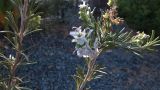 Rosmarinus officinalis