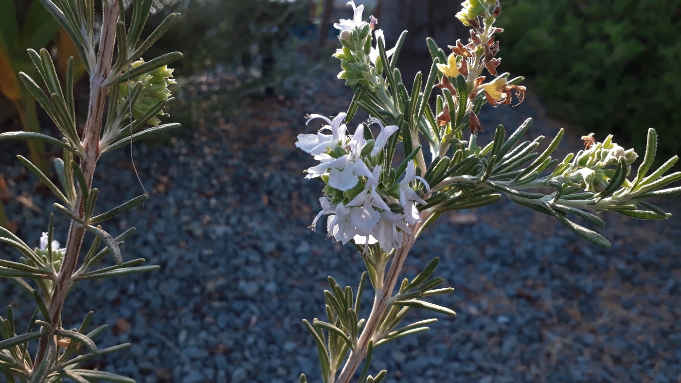 Image of Rosmarinus officinalis specimen.