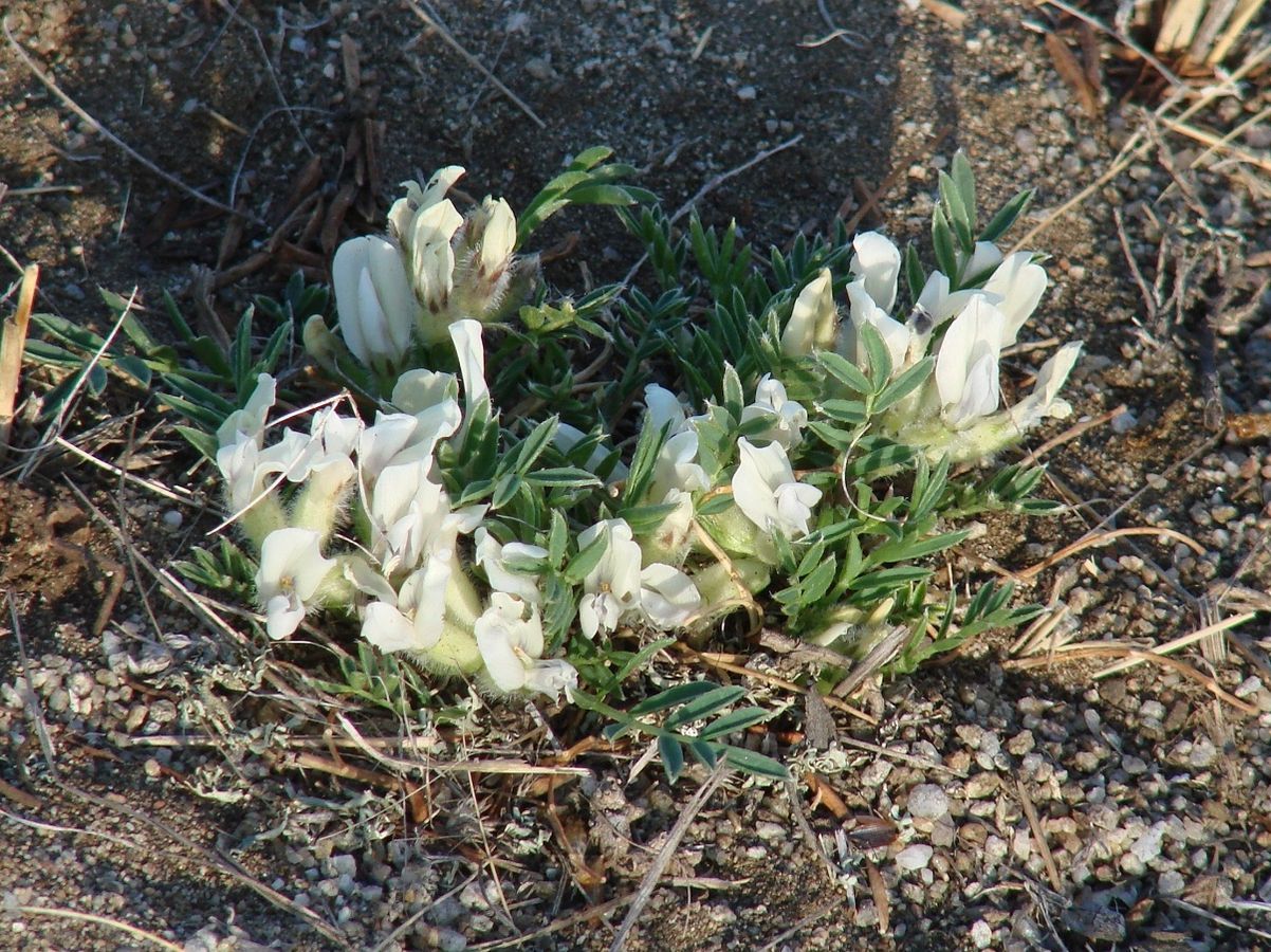 Image of Oxytropis peschkovae specimen.