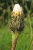 Trommsdorffia uniflora. Корзинка с формирующимися плодами. Украина, Закарпатская обл., Раховский р-н, окр. с. Квасы, ≈ 600 м н.у.м., сенокосный луг. 29 июня 2010 г.