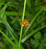 Juncus effusus. Часть побега с соцветием. Московская обл., Раменский р-н, пос. Ильинский, на сырой улице. 17.07.2018.