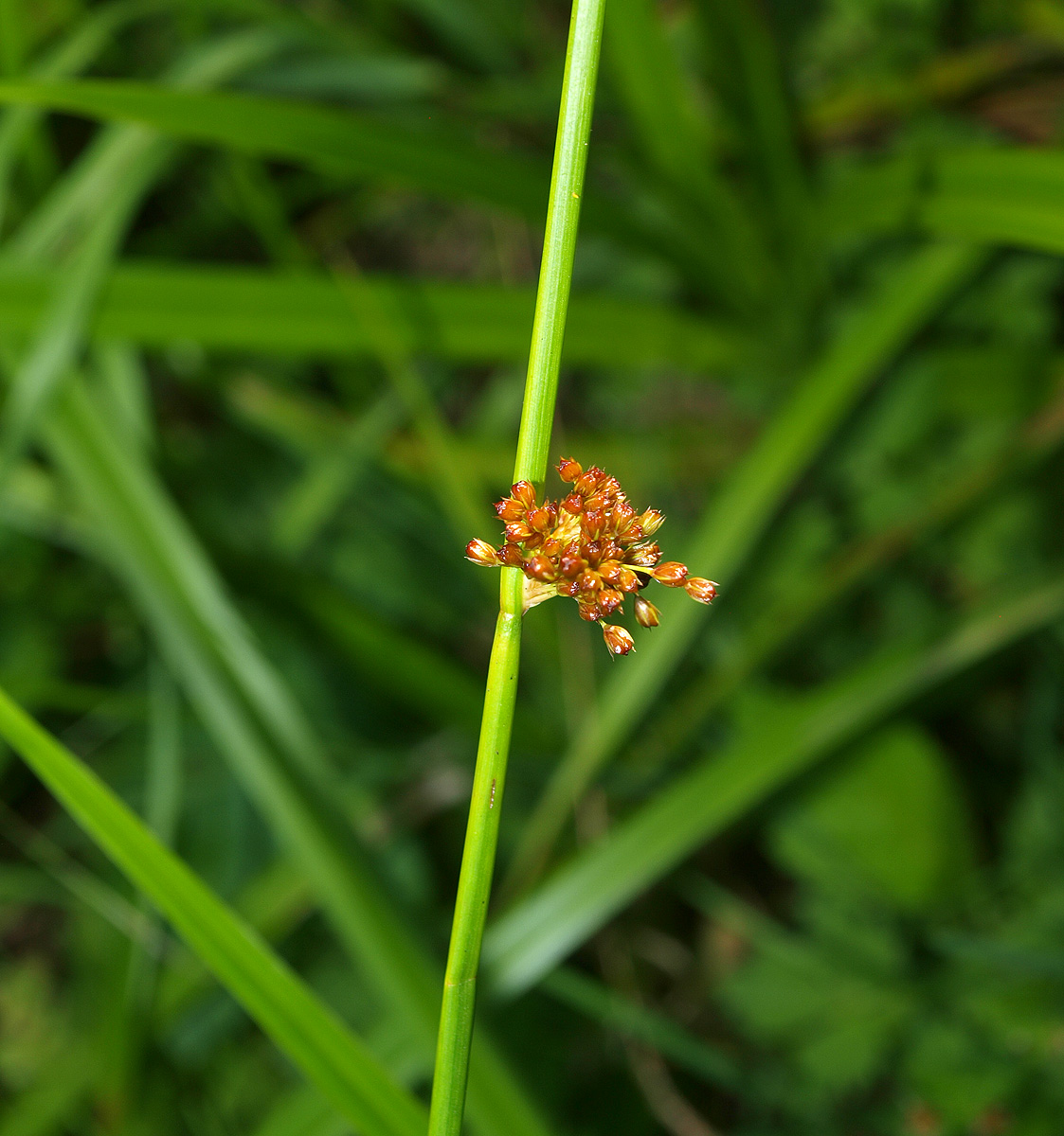 Image of Juncus effusus specimen.