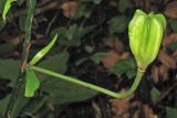 Lilium martagon