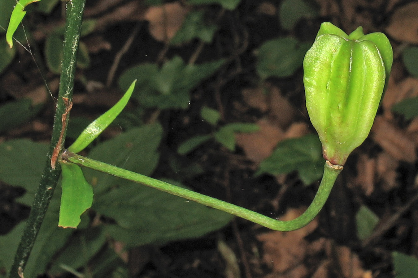 Изображение особи Lilium martagon.