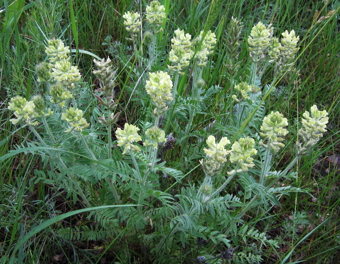 Image of Oxytropis pilosa specimen.