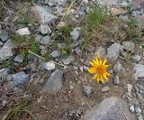 Senecio carpathicus