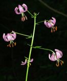 Lilium martagon